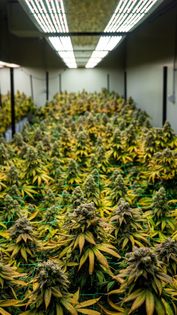 Flowers from an indoor cannabis grow
