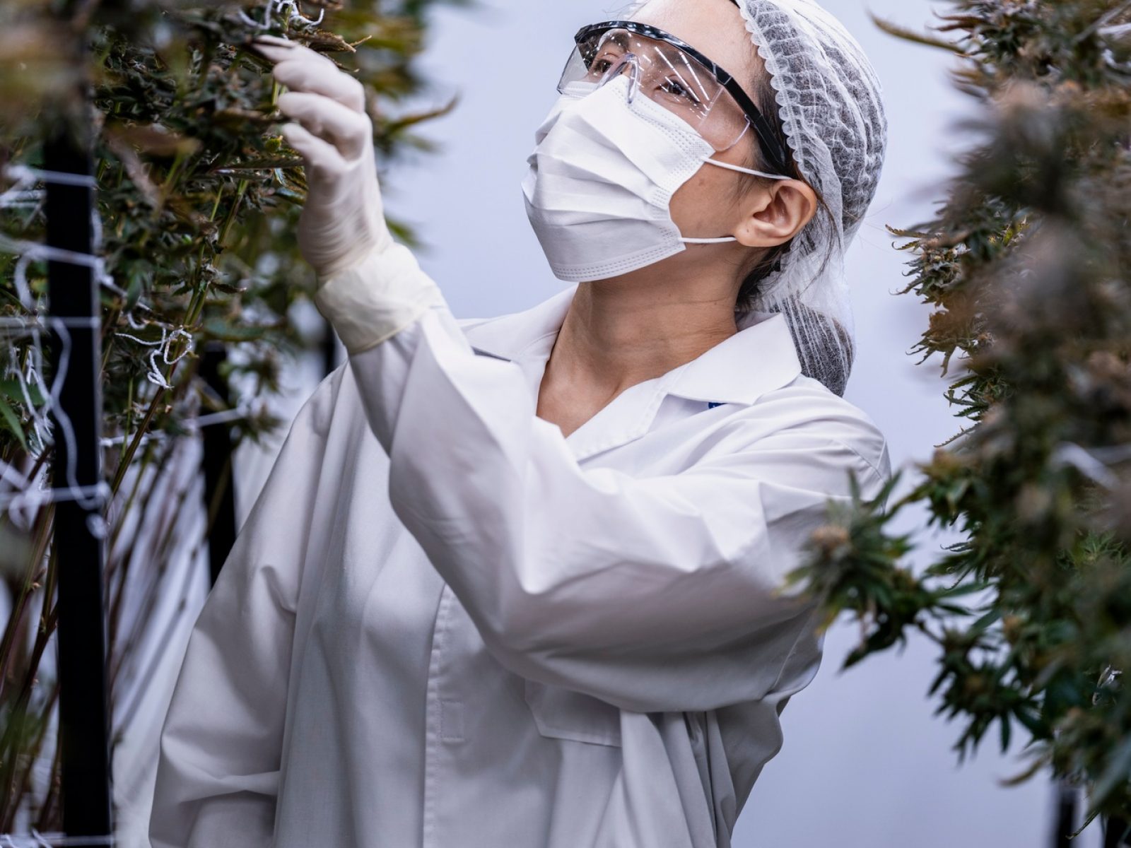 scientist inspects cannabis plants in a controlled indoor farm scientist inspects cannabis plants in a controlled indoor farm