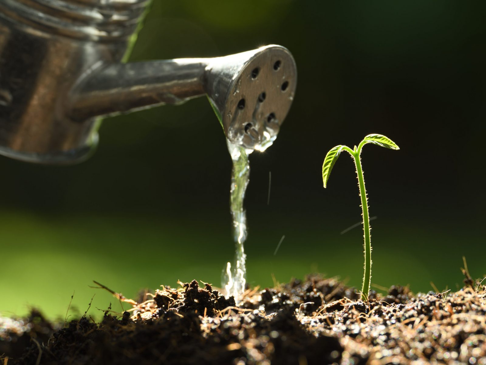 Sprout watered from a watering can on nature background Sprout watered from a watering can on nature background